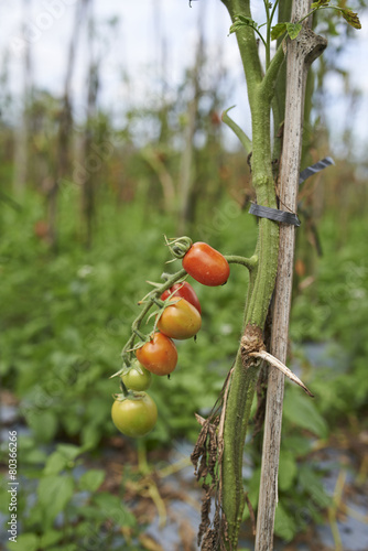 tomatoes on farming plantation in agriculture land
