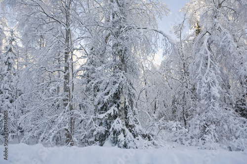 landscape in winter in russia