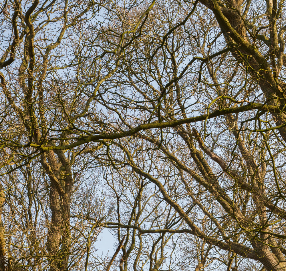 Branches of trees against the sky Branches of trees against the sky