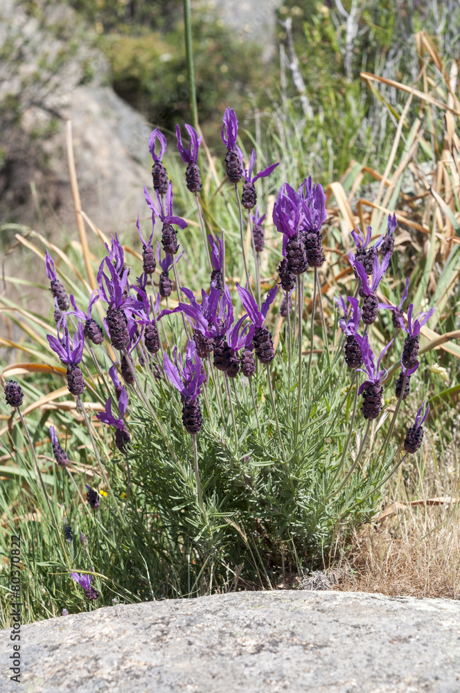 Fototapeta premium Flowers of Spanish lavender, Lavandula stoechas