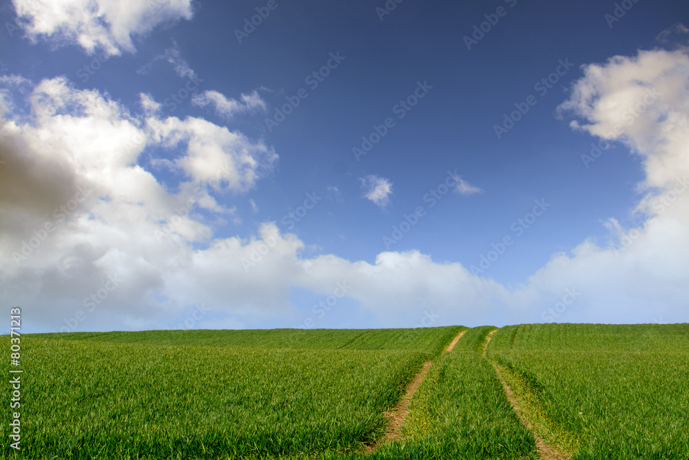 field with tractor traces against blue sky with white clouds field with tractor traces against blue sky with white clouds