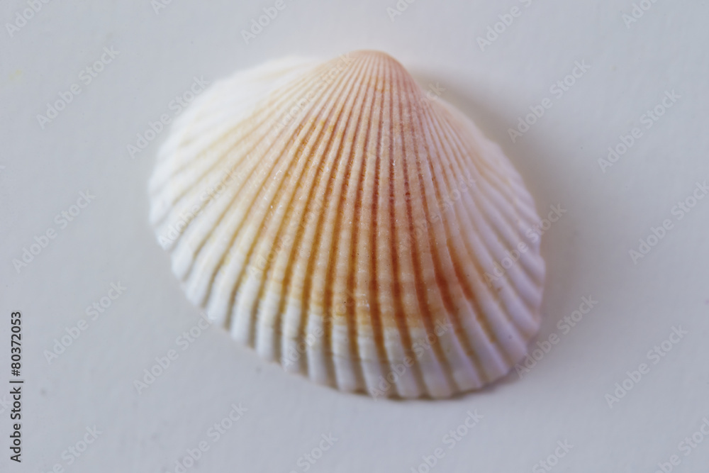 Sea shell