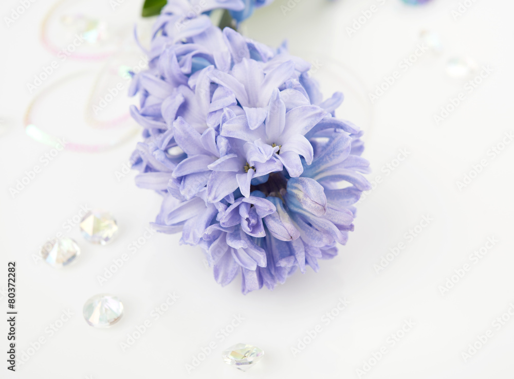 Blue Hyacinth isolated on white background