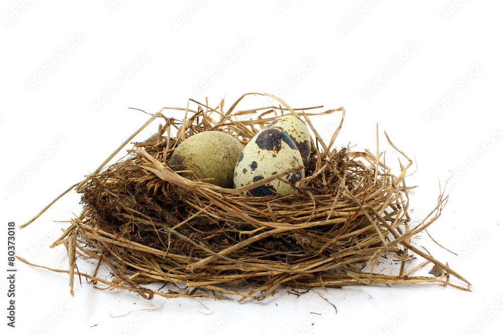 Obraz premium Three spotted quail