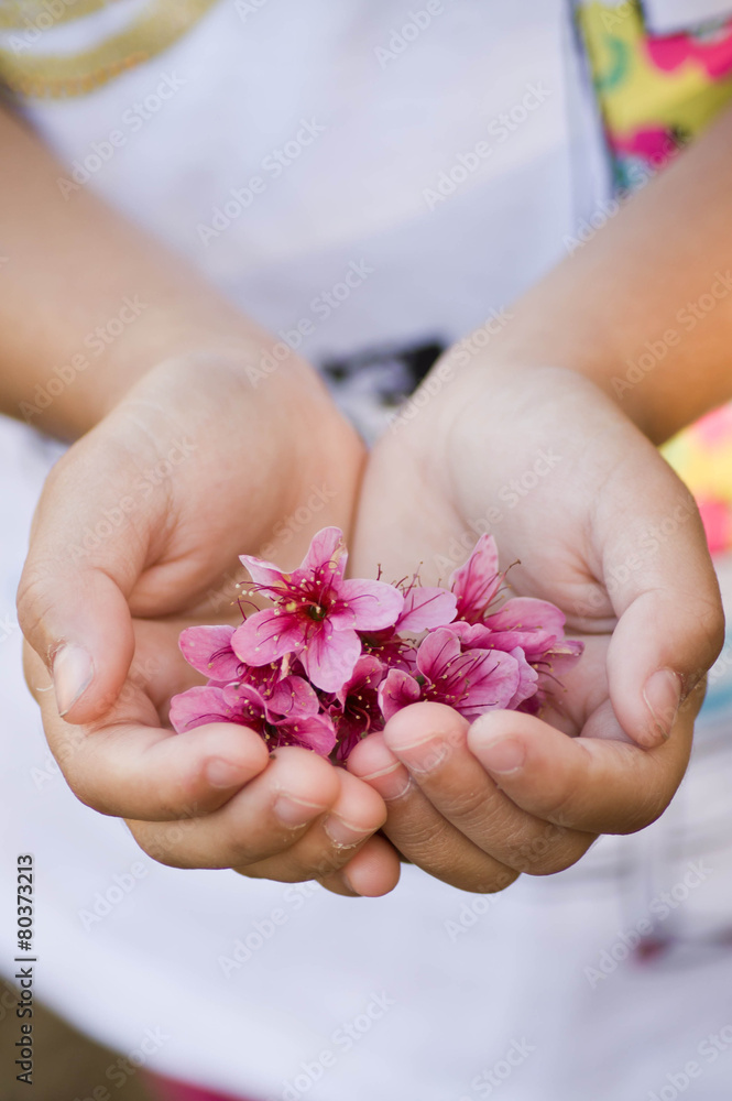 Cherry blossoms in hand Cherry blossoms in hand