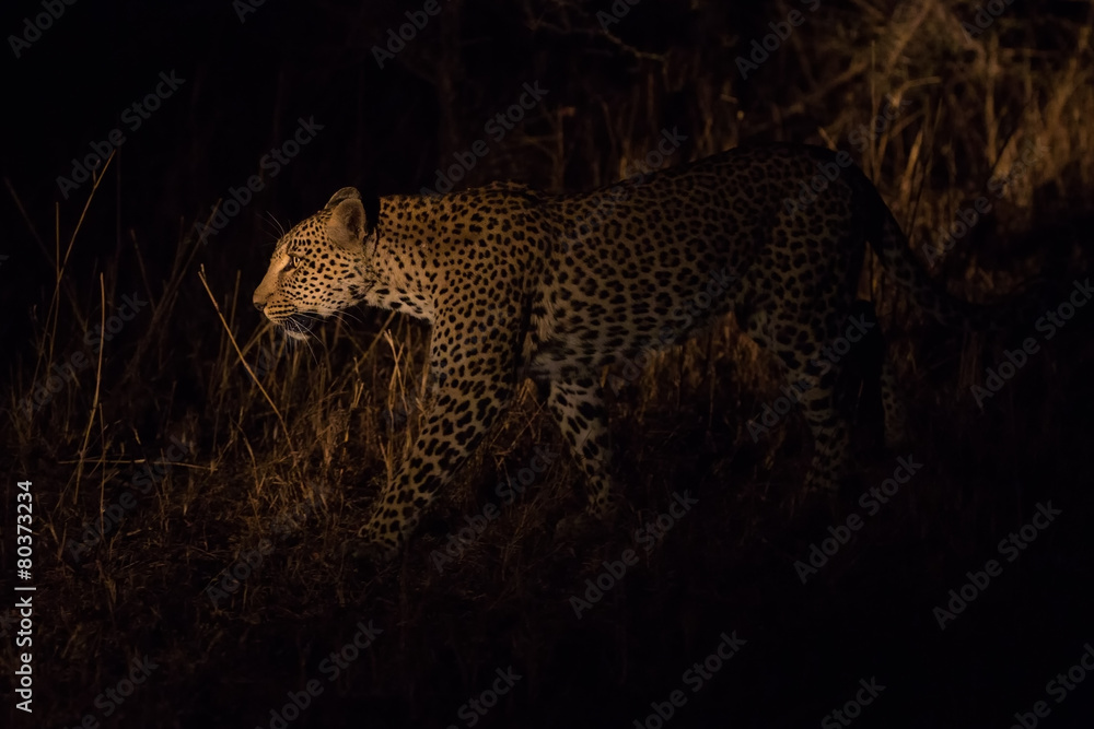 Obraz premium Lone leopard hunting under cover of darkness
