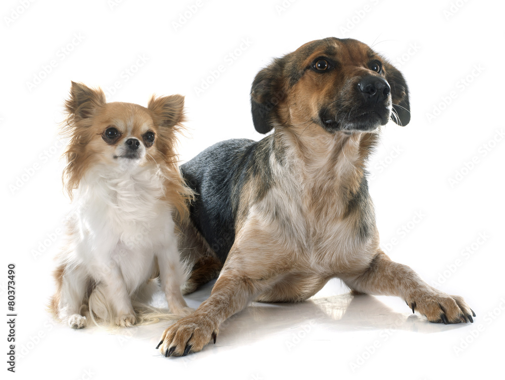 Mixed-Breed Dog and chihuahua Mixed-Breed Dog and chihuahua