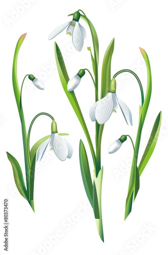 Snowdrop Flowers Isolated