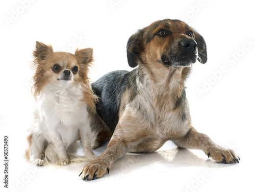 Mixed-Breed Dog and chihuahua