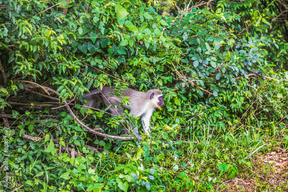 Obraz premium Monkey. South Africa