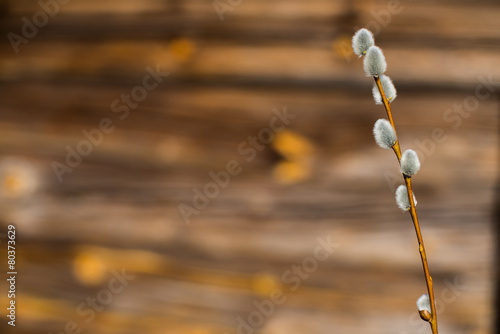 Willow catkins in front of  wooden wall © frozenmost