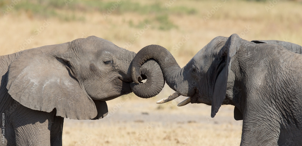 Fototapeta premium Two elephant greeting at a waterhole to renew relationship