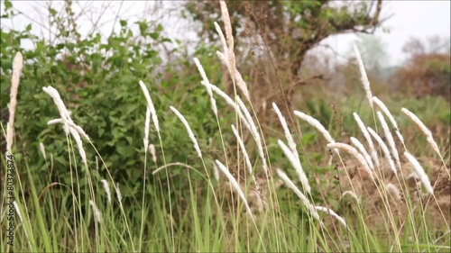 Liliopsida, Poaceae blowing by the wind with audio