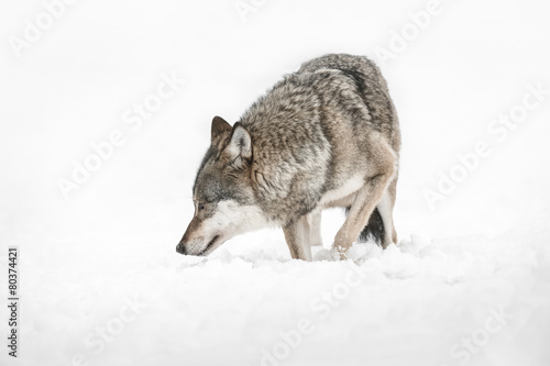 Wolf © andyastbury