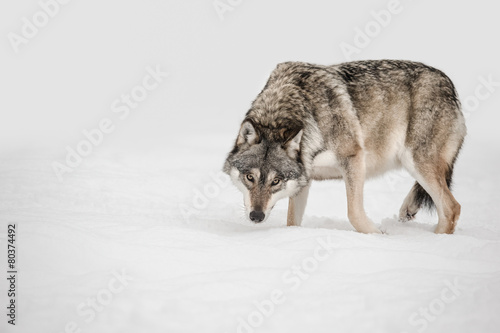 Wolf © andyastbury