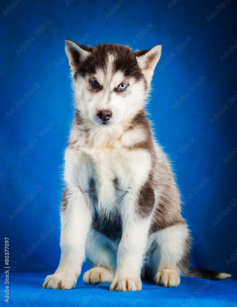 siberian husky puppy studio shoot siberian husky puppy studio shoot