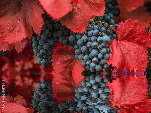 Reflection of grapes in clean water. Vine. photo