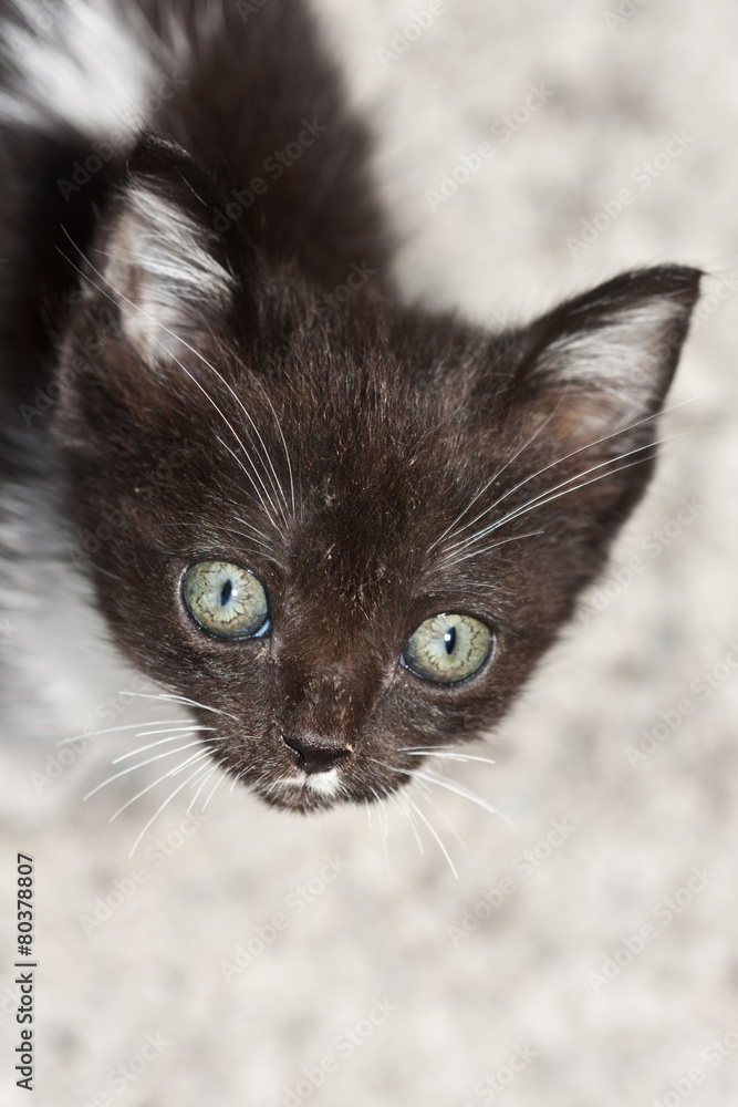 small cat portrait, eyes green