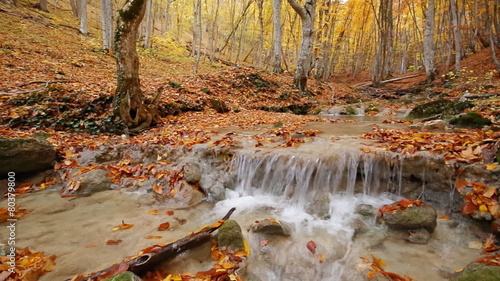 Autumn rill flow into canyon. Yellow forest and river.