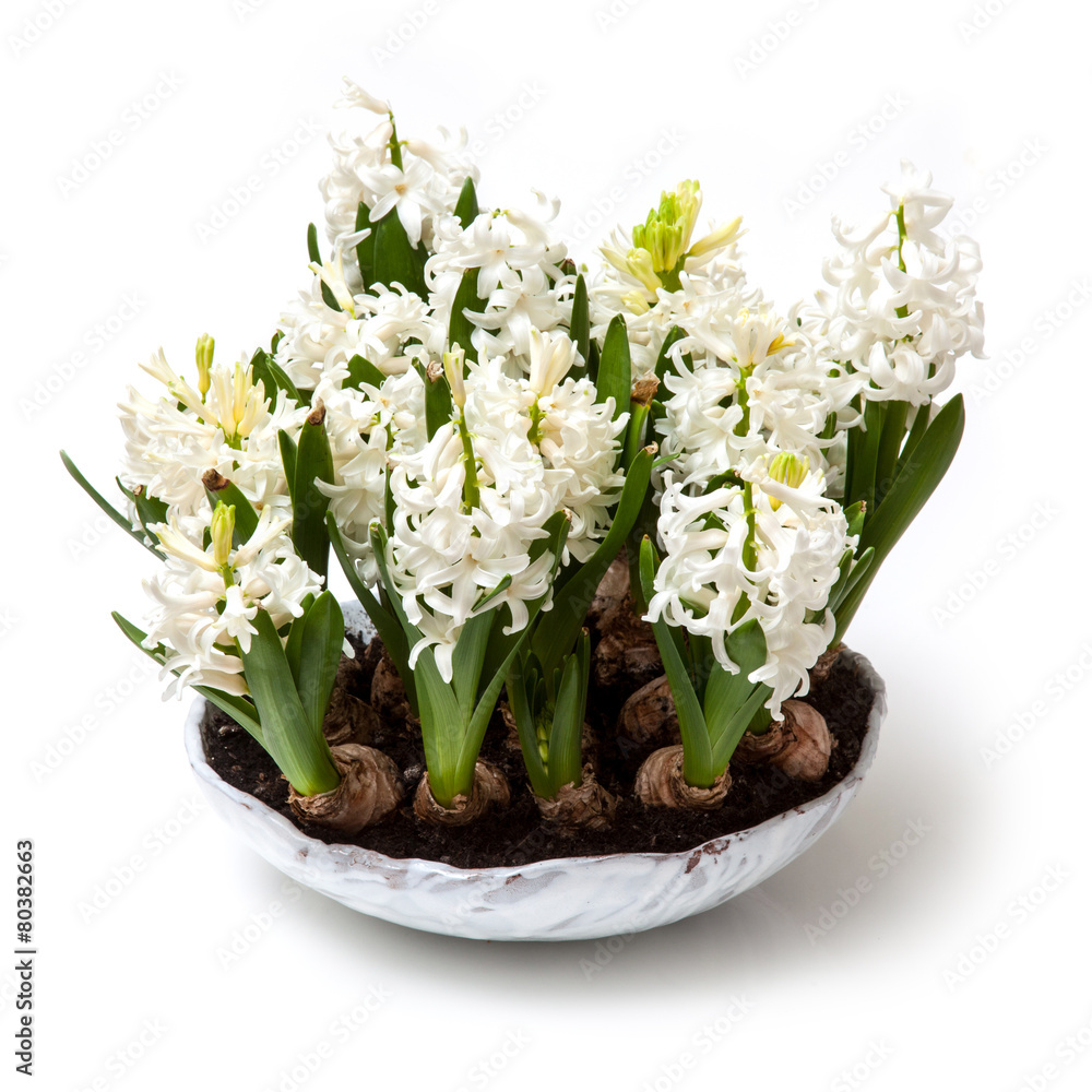 Bowl of hyacinth flowers