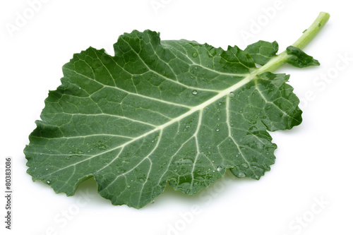 Fresh Cabbage leaf