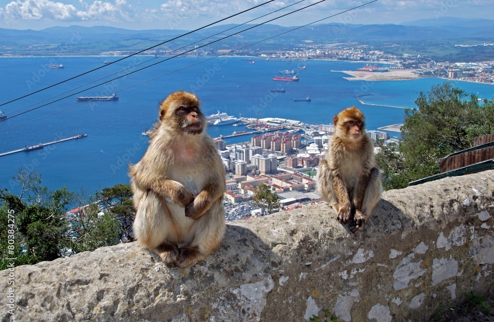 Obraz premium Barbary apes, Gibraltar © Arena Photo UK