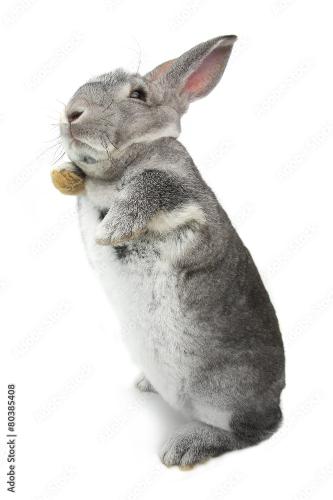 Fototapeta premium gray rabbit