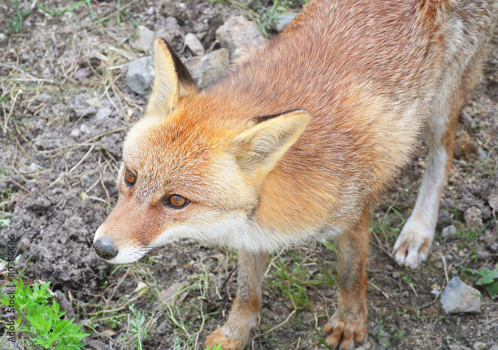構えるきつね 構えるきつね