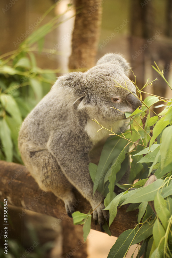 Fototapeta premium koala eating eucalyptus leaves
