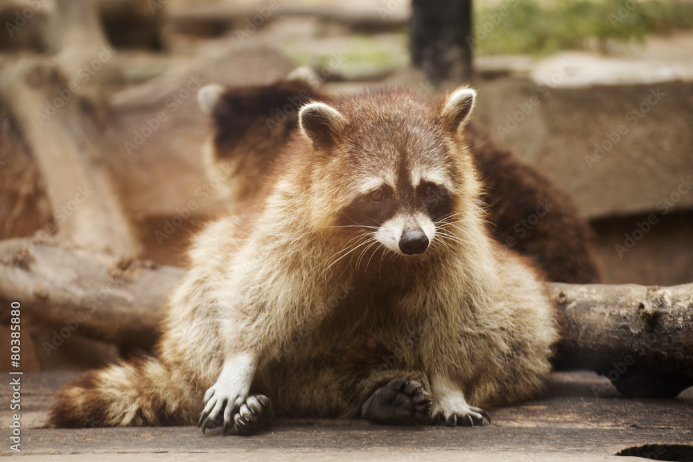 Obraz premium Cute raccoon