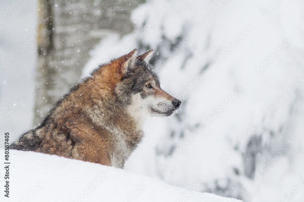 Naklejka premium portrait grey wolf in the snow