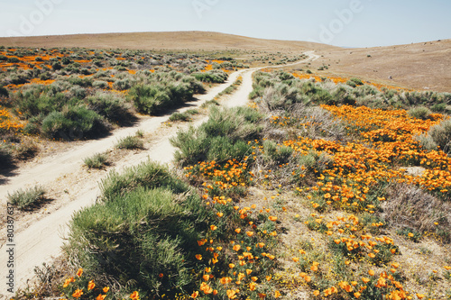 A naturalised crop of the vivid orange flowers, the California poppy, Eschscholzia californica, flowering, in the Antelope Valley California poppy reserve. Papaveraceae.