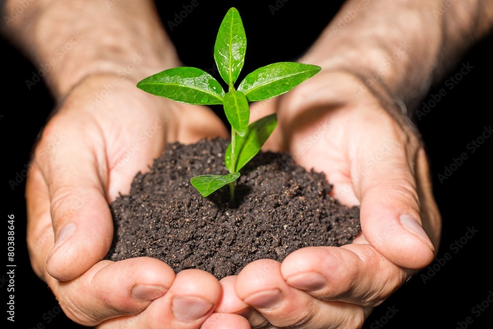 Agricultural. Hands holding green sprout with soil