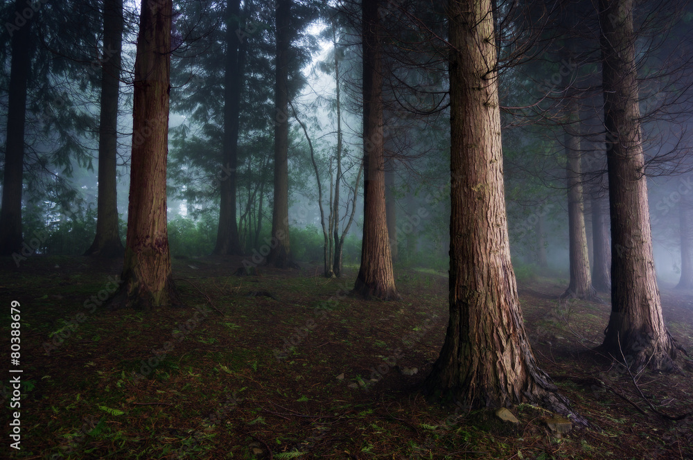 Fototapeta premium dark forest