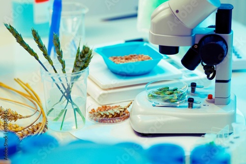 Research of GMO wheat in the laboratory