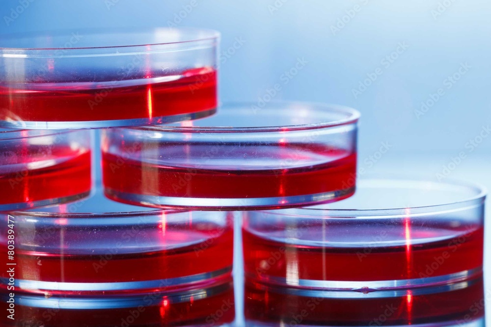 petri dishes in an incubator ภาพถ่ายสต็อก Adobe Stock