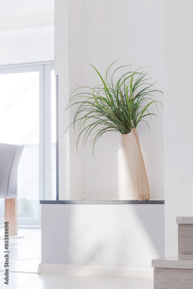 Houseplant in contemporary interior Houseplant in contemporary interior