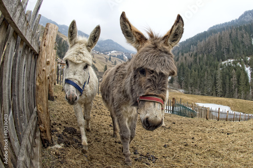 Fotografie, Tablou white donkey portrait