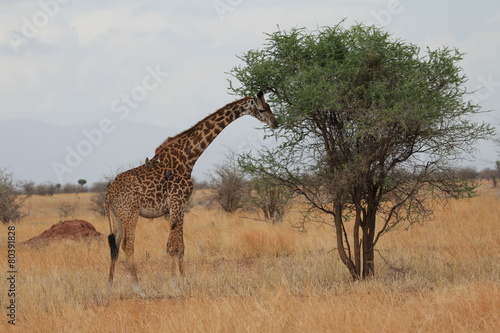 giraffe eating  Tanzania