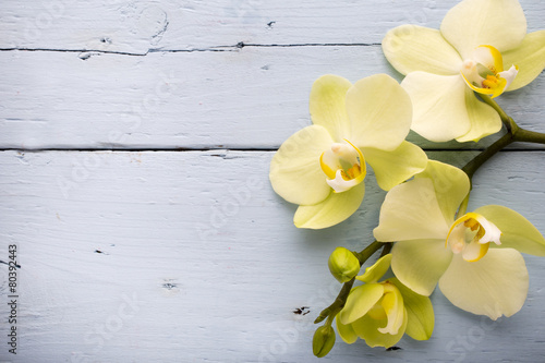 Fototapeta Naklejka Na Ścianę i Meble -  Orchid flower.