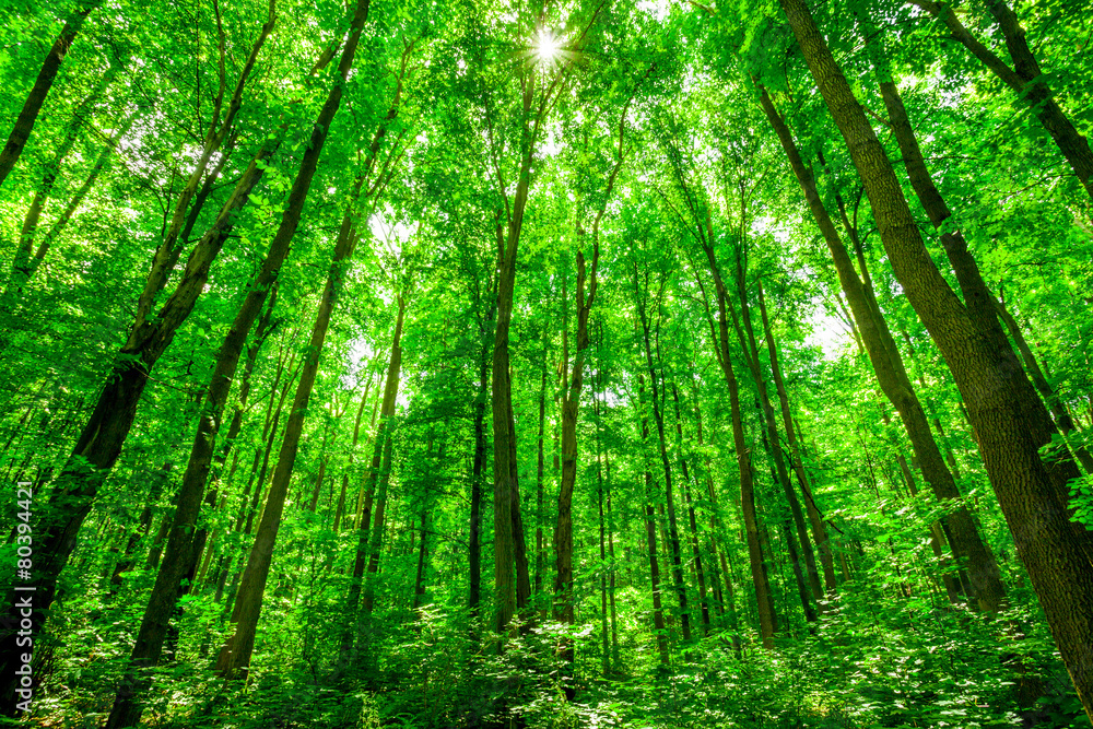 forest trees. forest trees.
