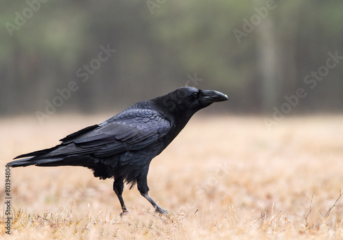 Raven on the forest clearing