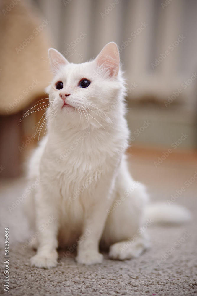 White fluffy cat sits.