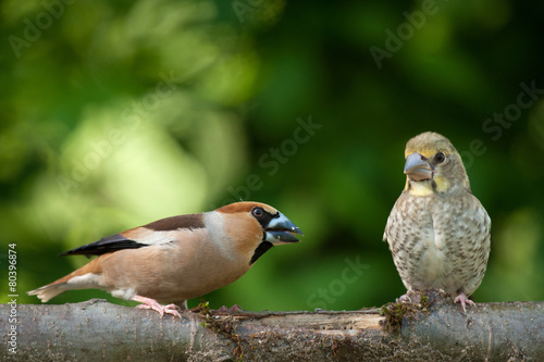 Female hawfinch from young