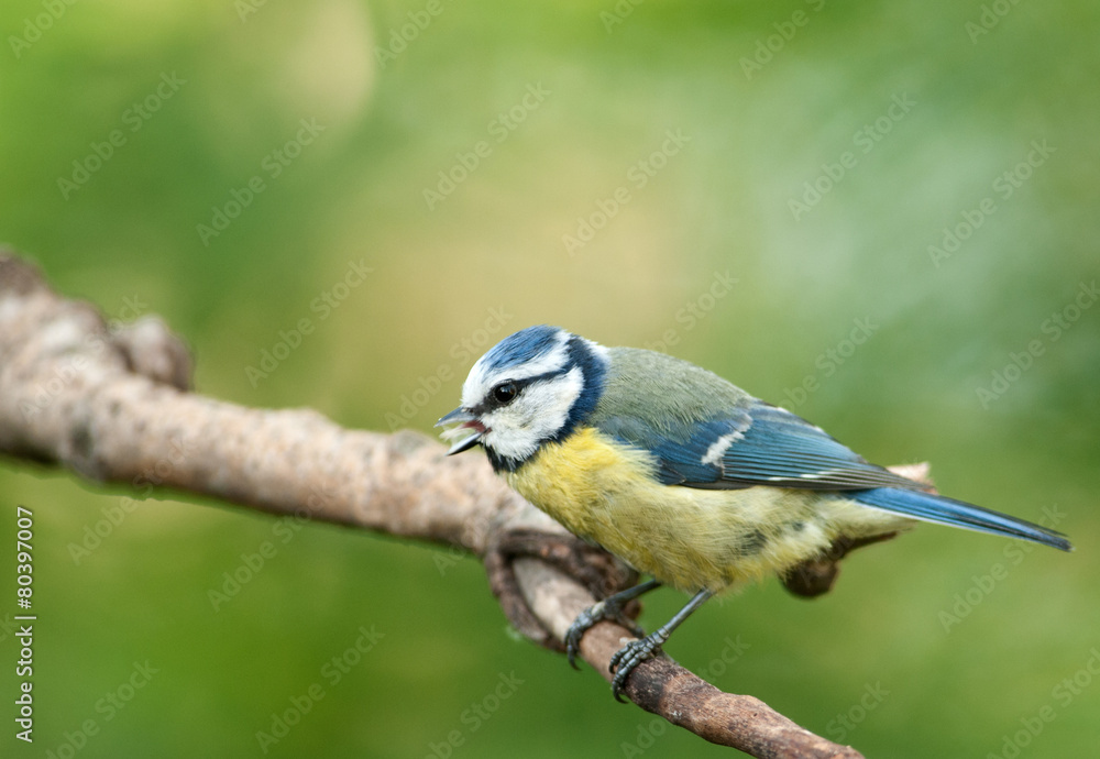 Obraz premium Blue tit ( Parus montanus)