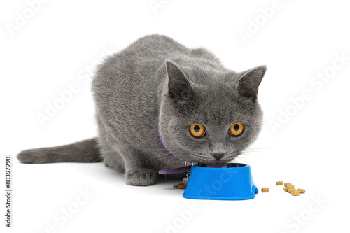 Fototapeta Naklejka Na Ścianę i Meble -  cat with yellow eyes eating food from a bowl on a white backgrou