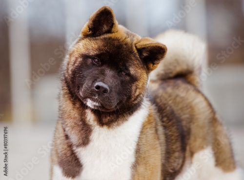 american akita dog