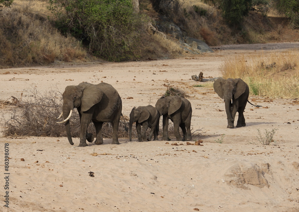 Fototapeta premium elephants family,Tanzania