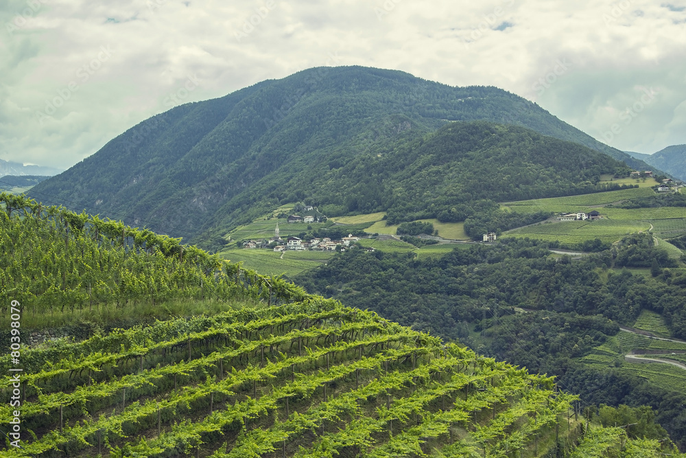 views of the Alps and the vineyards in northern Italy