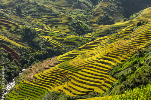 Quadro em tela Rice fields on terraced of Mu Cang Chai, YenBai, Vietnam.